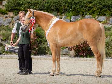 Sieben Gruppenschärpen für Salzburgs Haflinger.jpg © Stückler Sieben Gruppenschärpen für Salzburgs Haflinger.jpg © Stückler