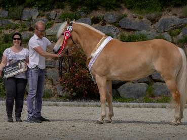 Sieben Gruppenschärpen für Salzburgs Haflinger.jpg