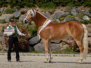 Sieben Gruppenschärpen für Salzburgs Haflinger.jpg © Stückler Sieben Gruppenschärpen für Salzburgs Haflinger.jpg © Stückler