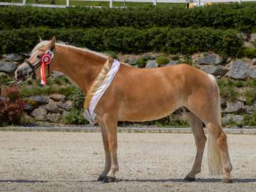 Sieben Gruppenschärpen für Salzburgs Haflinger.jpg © Stückler Sieben Gruppenschärpen für Salzburgs Haflinger.jpg © Stückler