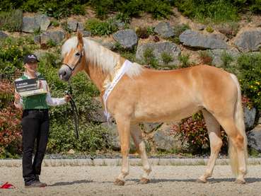 Sieben Gruppenschärpen für Salzburgs Haflinger.jpg © Stückler Sieben Gruppenschärpen für Salzburgs Haflinger.jpg © Stückler