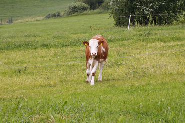 Qplus Rind: Einstieg und Änderungen  jederzeit möglich.jpg © Kronreif