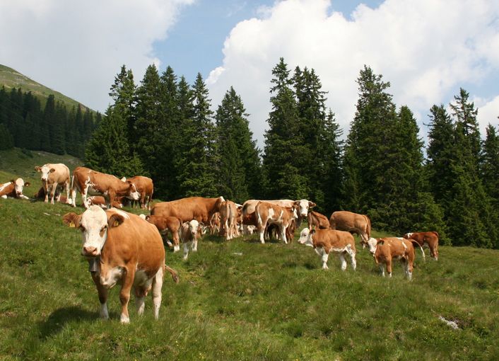 Qplus Rind: Einstieg und Änderungen  jederzeit möglich.jpg