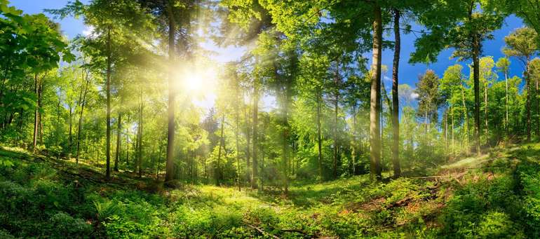 Wald.jpg © stock.adobe.com Wald.jpg © stock.adobe.com
