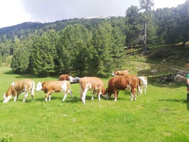 Rinder auf Alm.jpg © Rampitsch