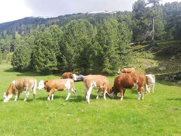 Rinder auf Alm.jpg © Rampitsch