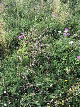 Biodiversitätsfläche Doblmair LK OÖ.jpg Biodiversitätsfläche Doblmair LK OÖ.jpg