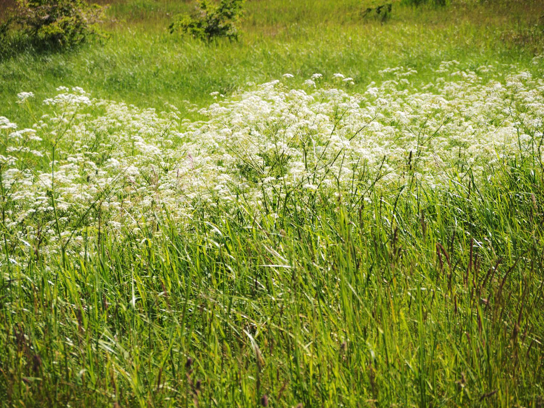 Der Wiesenkümmel ist eine sehr ausdauernde, krautige Pflanze und nur schwer auszurotten.  Während er auf Mehrschnittswiesen nur selten zu finden ist, tritt er häufig auf Zweitschnittswiesen in höheren Lagen auf. © Foto: AdobeStock/Michael