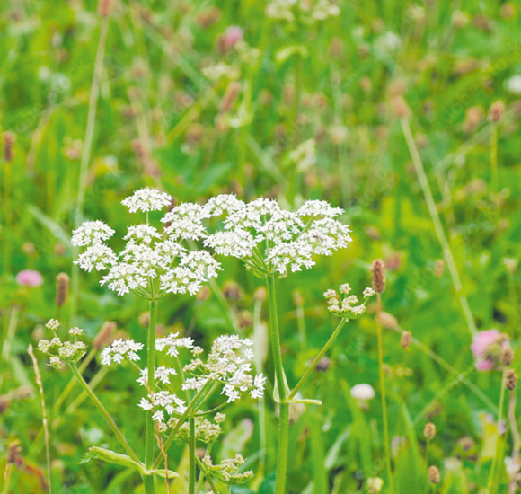 Durch wiederholten Frühschnitt kann der zweijährige Wiesenkümmel noch vor der Samenreife bekämpft werden. © AdobeStock/ernstboese