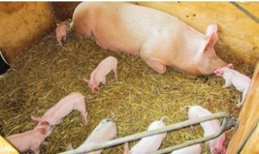 Bioferkel mit Muttersau.jpg © Biozentrum