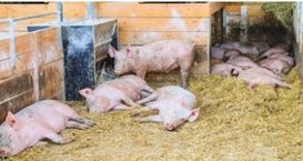 Liegebereich Schweine.jpg Liegebereich Schweine.jpg