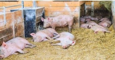 Liegebereich Schweine.jpg © Biozentrum