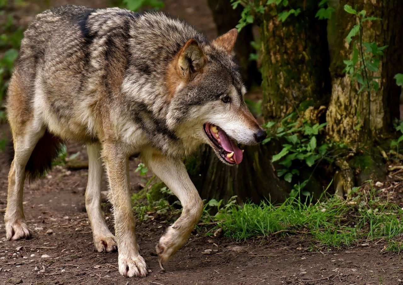 Heuer wurden bereits 52 Nutztierrisse und 13 Wölfe in Kärnten bestätigt, während die Almsaison gerade erst anläuft..jpg © pixabay Heuer wurden bereits 52 Nutztierrisse und 13 Wölfe in Kärnten bestätigt, während die Almsaison gerade erst anläuft..jpg © pixabay