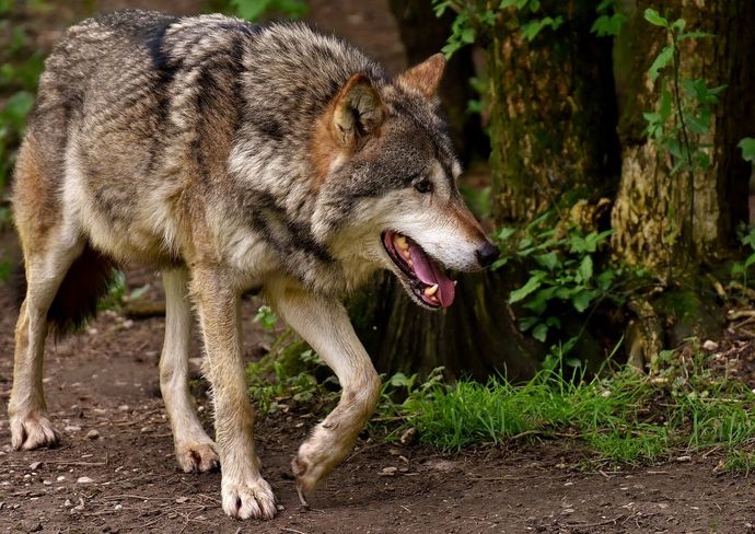 Heuer wurden bereits 52 Nutztierrisse und 13 Wölfe in Kärnten bestätigt, während die Almsaison gerade erst anläuft..jpg