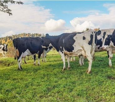 Grünlandbewirtschaftung Biowiederkäuer.jpg © Schuster Grünlandbewirtschaftung Biowiederkäuer.jpg © Schuster