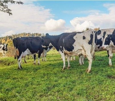 Grünlandbewirtschaftung Biowiederkäuer.jpg © Schuster Grünlandbewirtschaftung Biowiederkäuer.jpg © Schuster