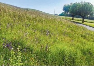 Grünland.jpg © Biozentrum Grünland.jpg © Biozentrum