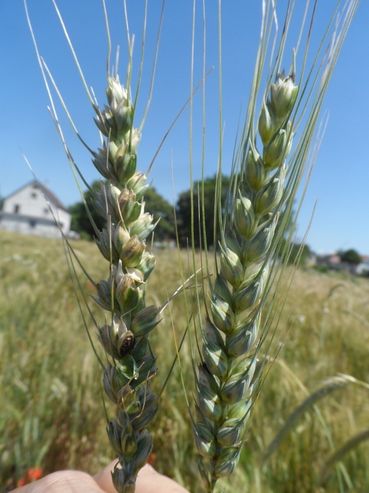 Steinbrandbefall_1_Winkovitsch.jpg © Willi Peszt Steinbrandbefall_1_Winkovitsch.jpg © Willi Peszt