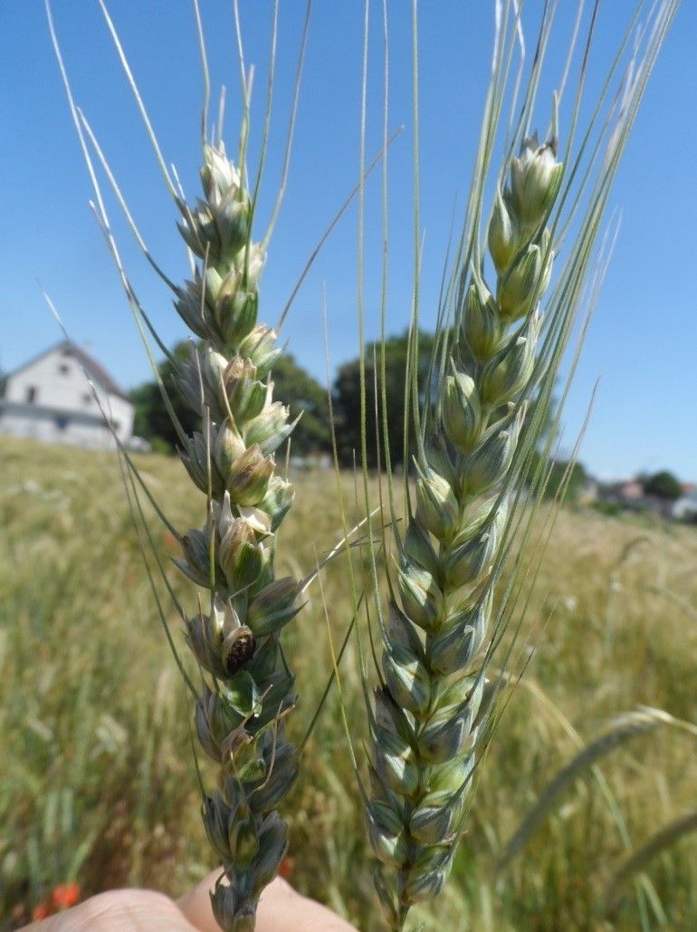 Steinbrandbefall_1_Winkovitsch.jpg © Willi Peszt Steinbrandbefall_1_Winkovitsch.jpg © Willi Peszt