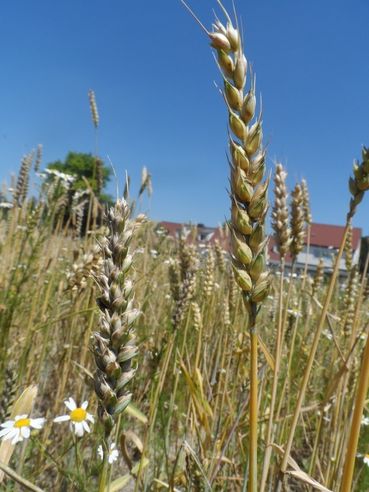 Steinbrandbefall_2_Winkovitsch.jpg © DI Willi Peszt Steinbrandbefall_2_Winkovitsch.jpg © DI Willi Peszt