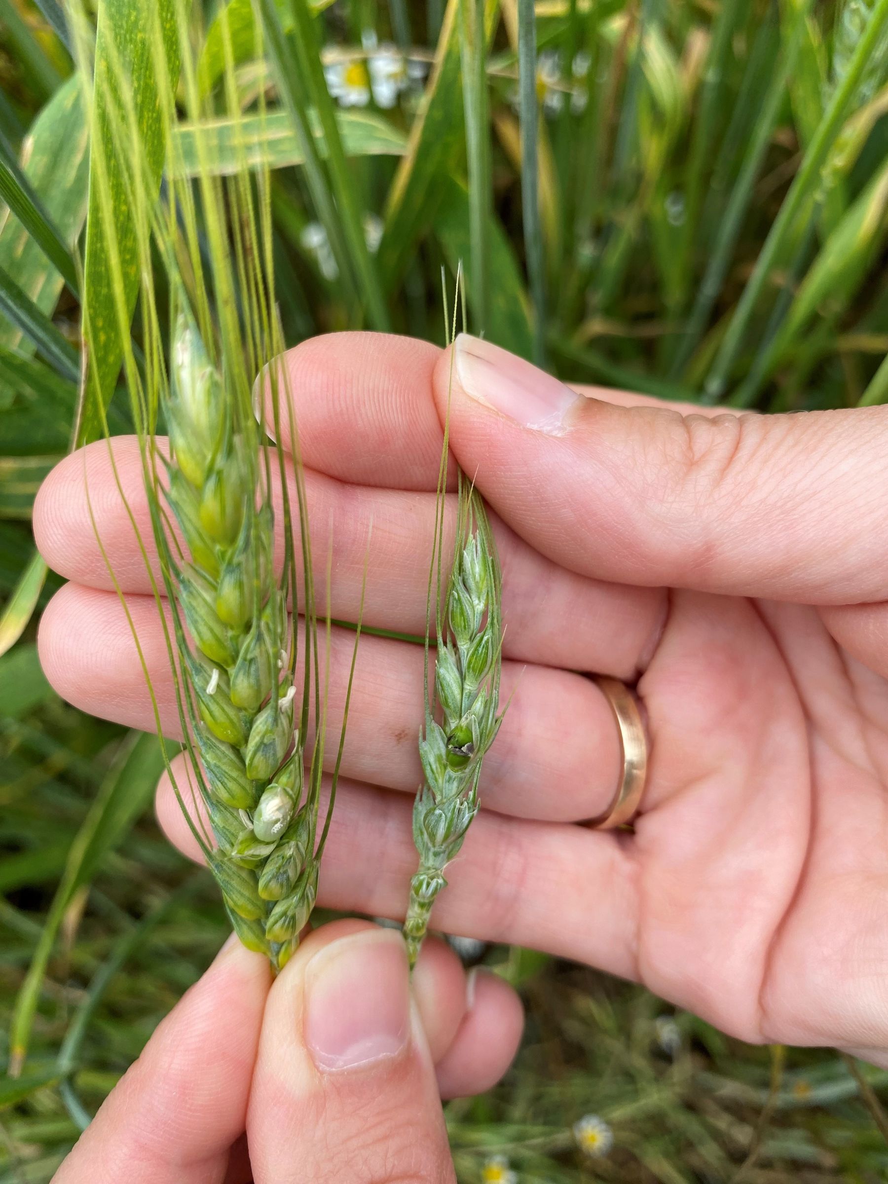 Steinbrandbefall_3_Winkovitsch.jpg © DI Claudia Winkovitsch Steinbrandbefall_3_Winkovitsch.jpg © DI Claudia Winkovitsch