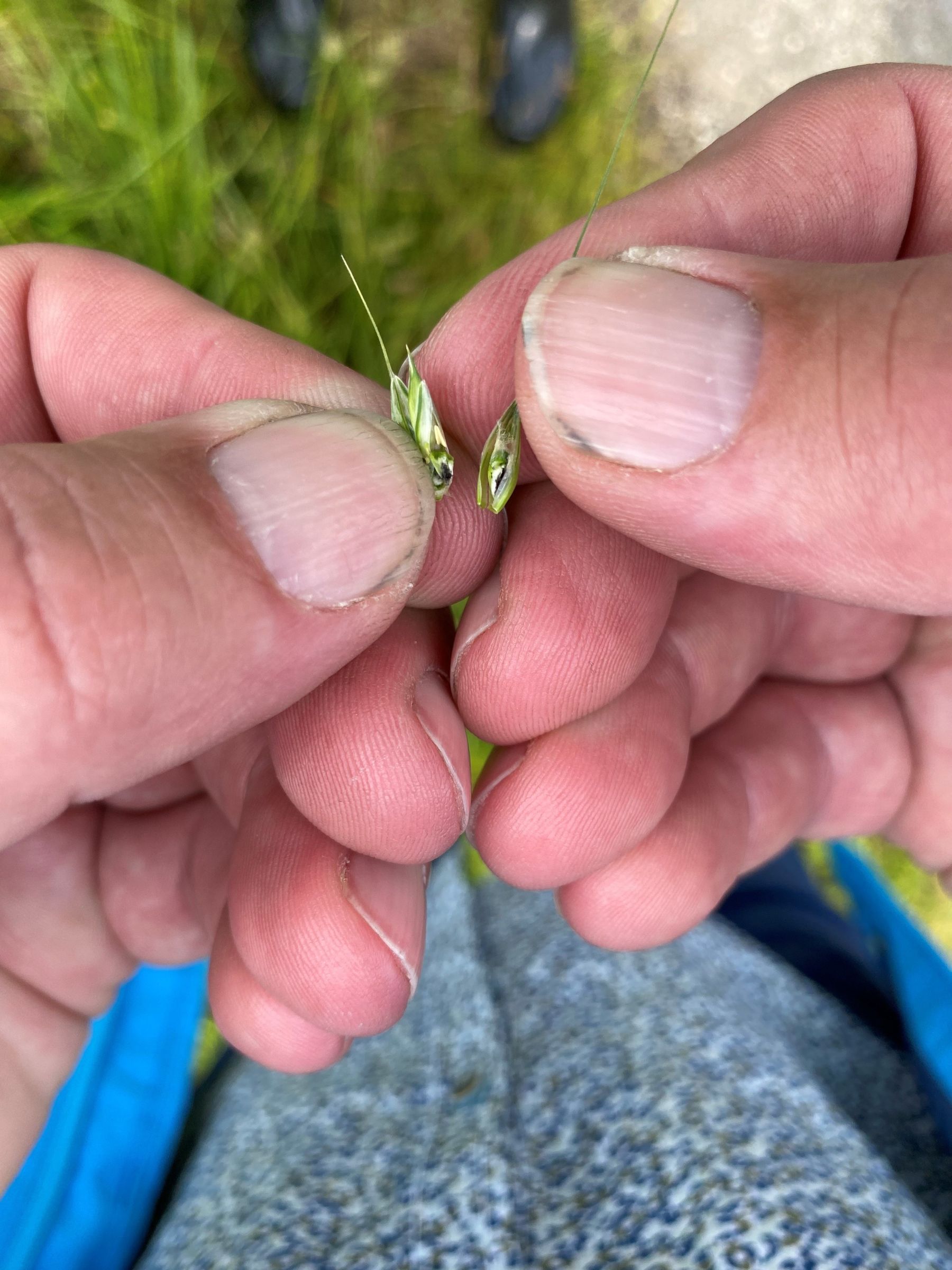 Steinbrandbefall_4_Winkovitsch.jpg © DI Claudia Winkovitsch Steinbrandbefall_4_Winkovitsch.jpg © DI Claudia Winkovitsch