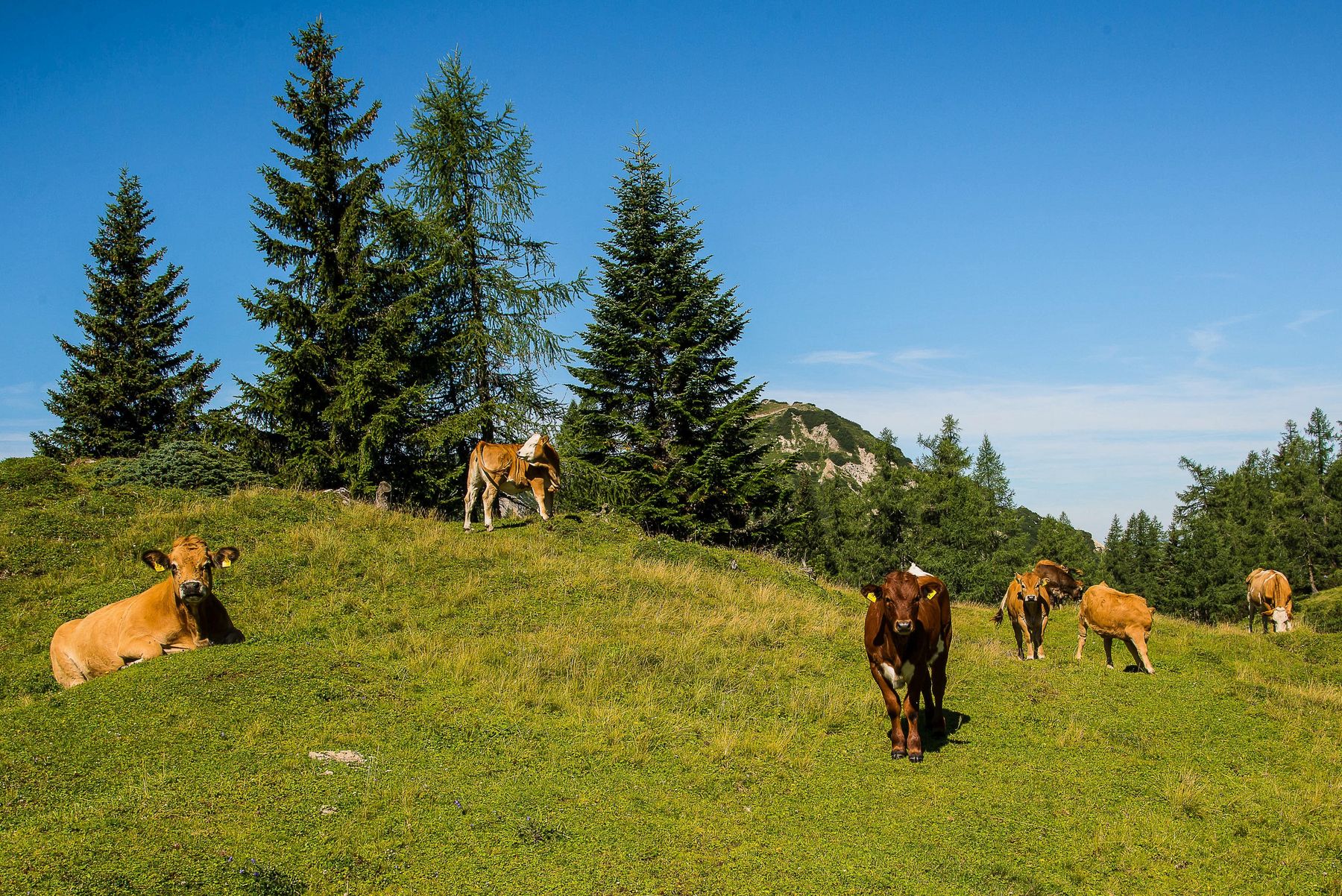 GVF-8275.jpg © Gruber-Veit
