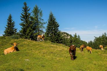 GVF-8275.jpg © Gruber-Veit