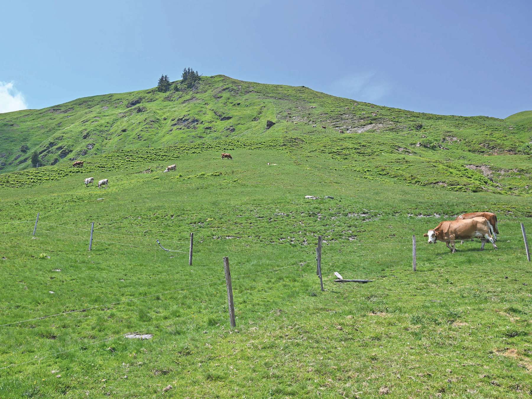 Reicheralm.jpg © Mooslechner Reicheralm.jpg © Mooslechner