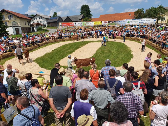 Bezirksrinderschau Ottenschlag 2023_1.jpg © BBK Zwettl