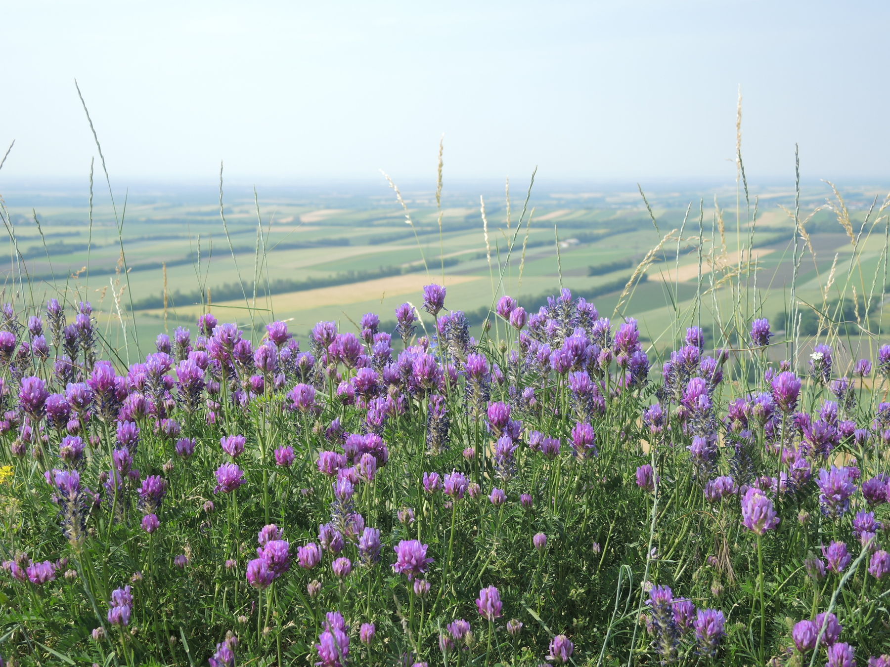 © Andrea Uhl LK NÖ © Andrea Uhl LK NÖ