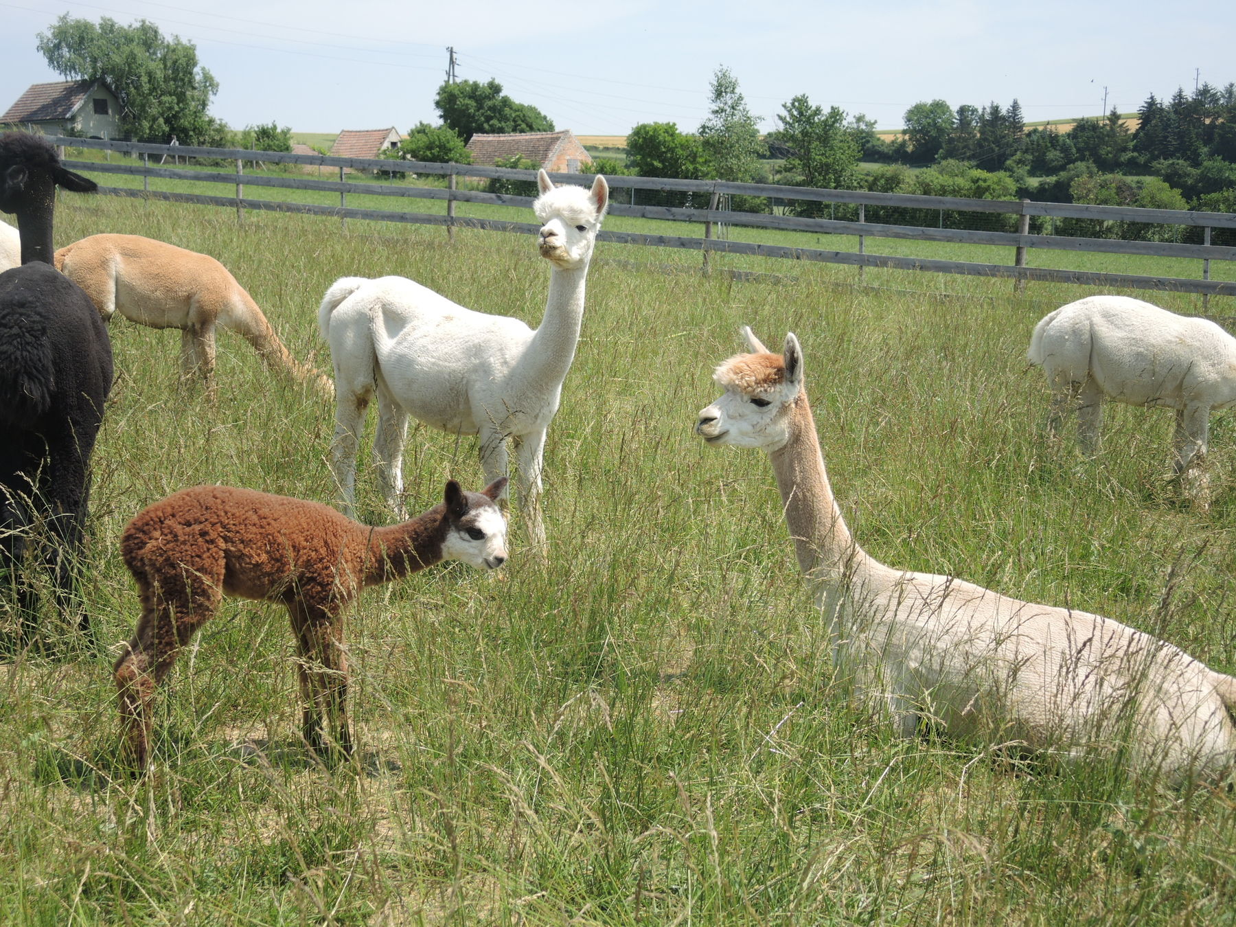 © Andrea Uhl LK NÖ © Andrea Uhl LK NÖ