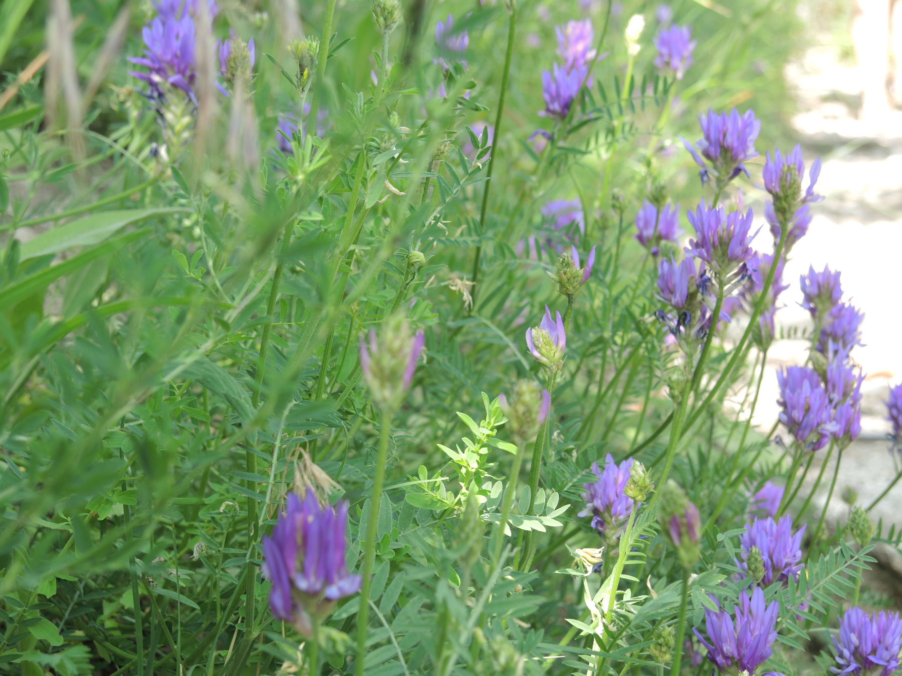 © Andrea Uhl LK NÖ © Andrea Uhl LK NÖ