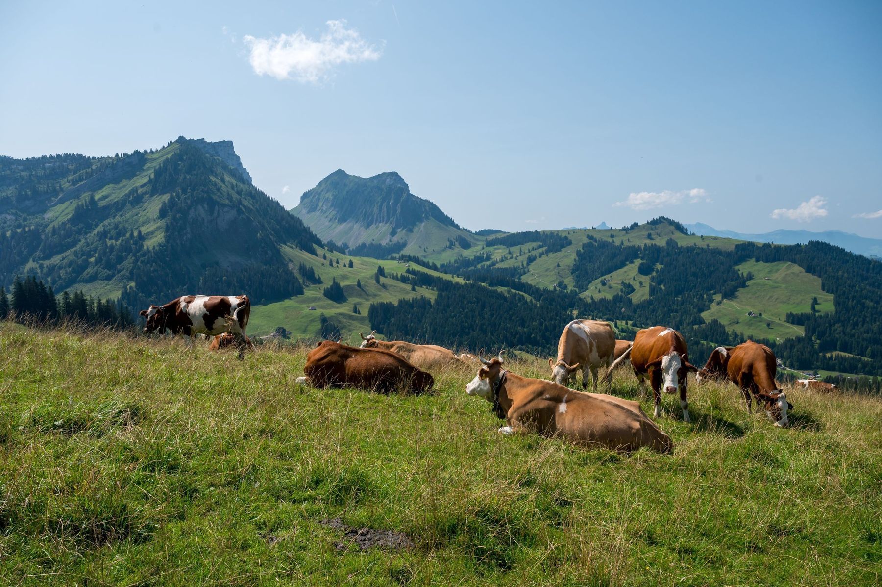 Rinder Alm.jpg © stock.adobe.com