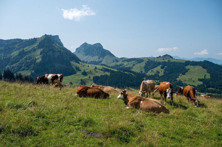 Rinder Alm.jpg © stock.adobe.com Rinder Alm.jpg © stock.adobe.com