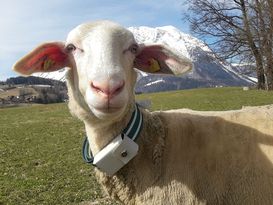 Schaf mit GPS Tracker.jpg