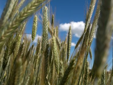 Getreidefeld_Roggen_im_Sommer_vor_der_Ernte.jpg © Bilderbox