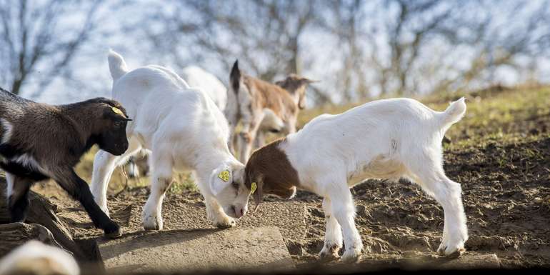 Schafe   Ziegen © Foto Fischer