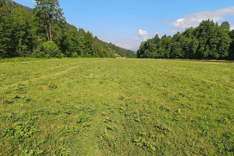 Feld-mit-Ba╠êrenklau-Kopie.jpg © Frank Feld-mit-Ba╠êrenklau-Kopie.jpg © Frank