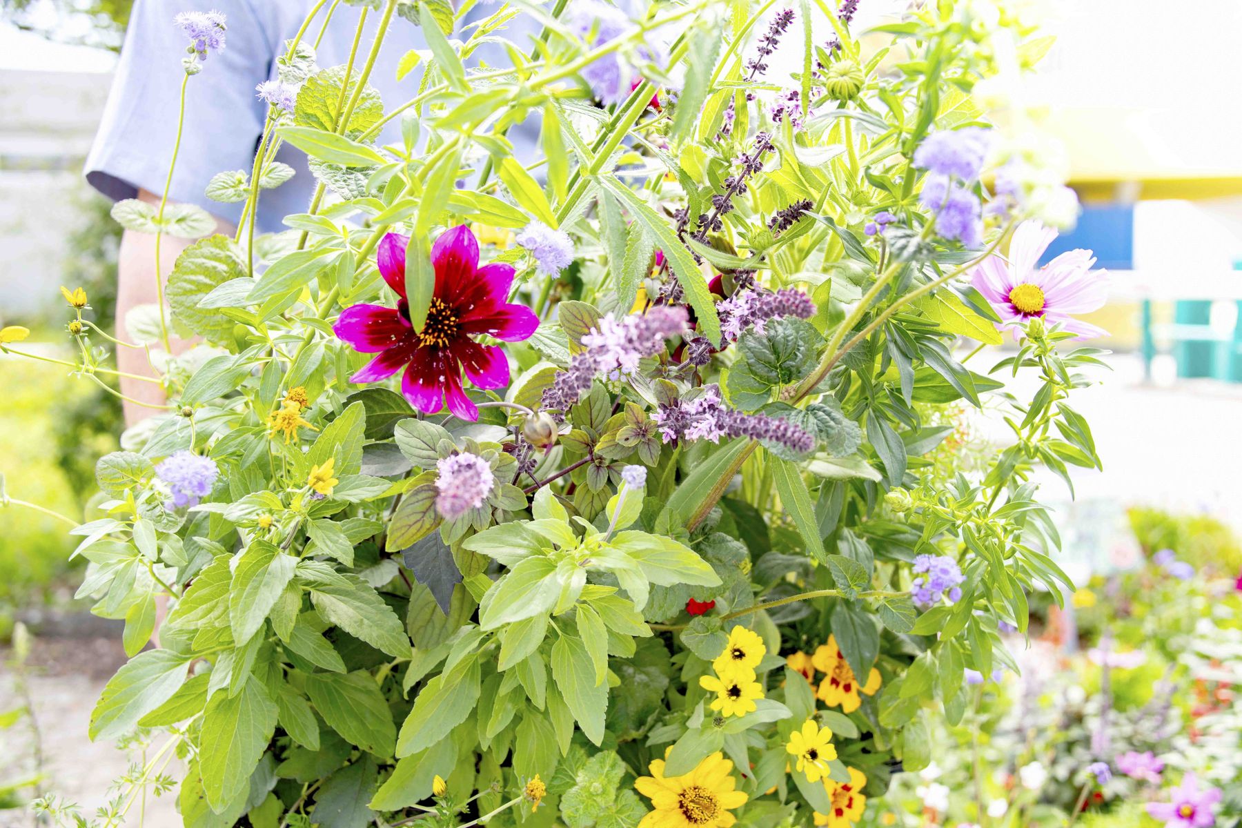 Bienenbeet_(c)dielechnerei (1).jpg © dielechnerei/LK Niederösterreich Bienenbeet_(c)dielechnerei (1).jpg © dielechnerei/LK Niederösterreich