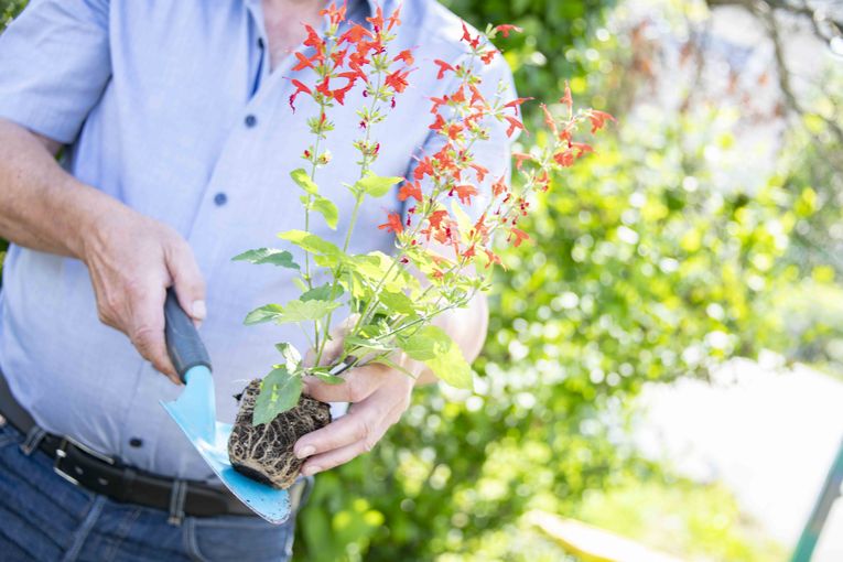 Bienenbeet_(c)dielechnerei (6).jpg © dielechnerei/LK Niederösterreich Bienenbeet_(c)dielechnerei (6).jpg © dielechnerei/LK Niederösterreich