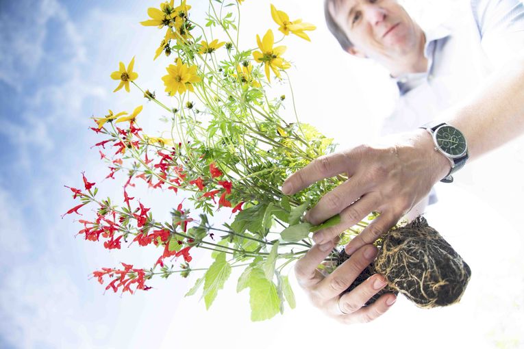 Bienenbeet_(c)dielechnerei (10).jpg © dielechnerei/LK Niederösterreich Bienenbeet_(c)dielechnerei (10).jpg © dielechnerei/LK Niederösterreich