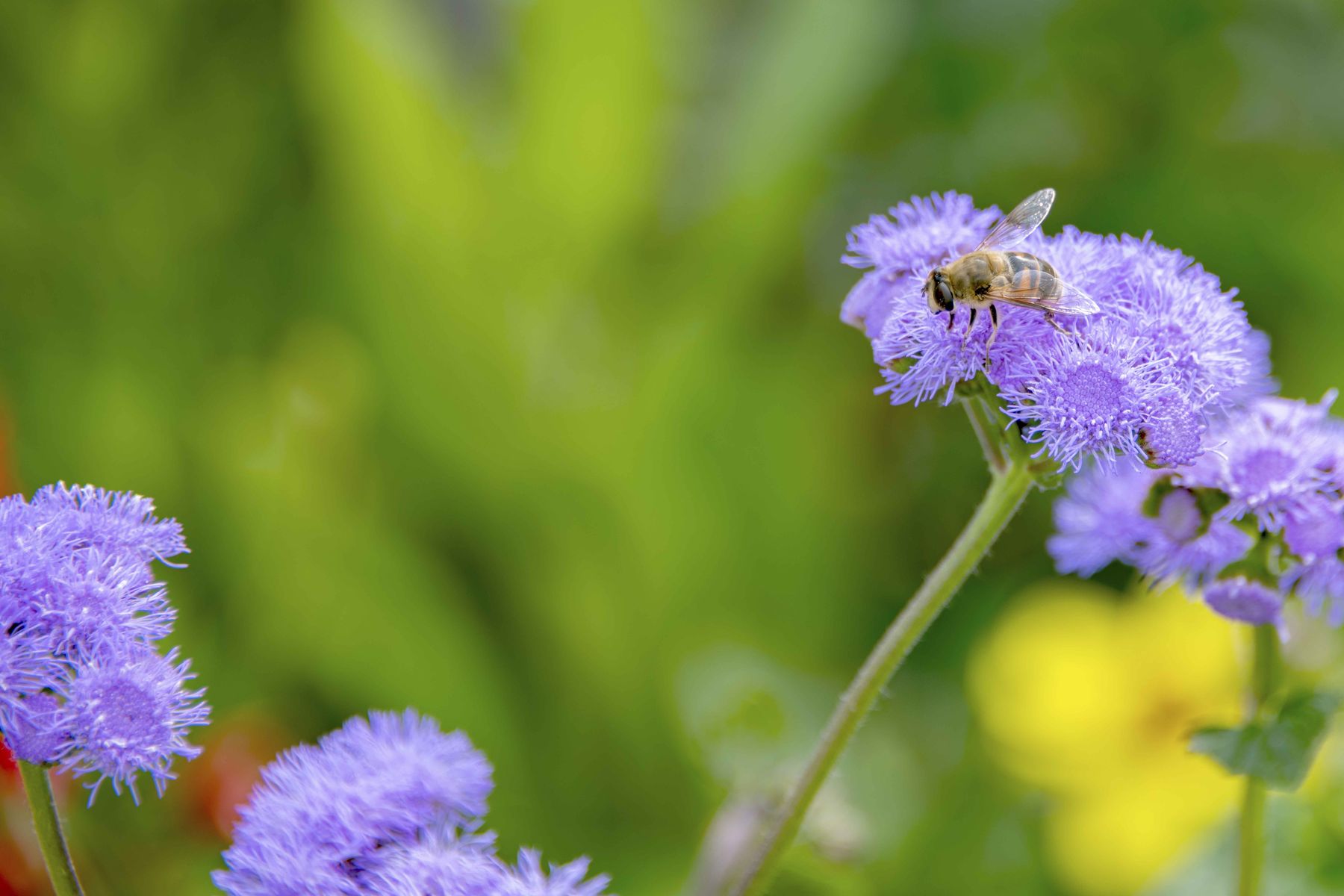 Bienenbeet_(c)dielechnerei (12).jpg © dielechnerei/LK Niederösterreich Bienenbeet_(c)dielechnerei (12).jpg © dielechnerei/LK Niederösterreich