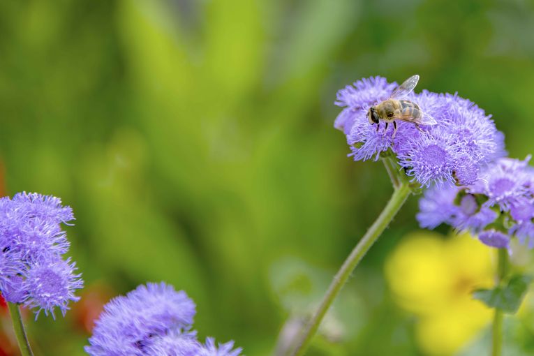 Bienenbeet_(c)dielechnerei (12).jpg © dielechnerei/LK Niederösterreich Bienenbeet_(c)dielechnerei (12).jpg © dielechnerei/LK Niederösterreich