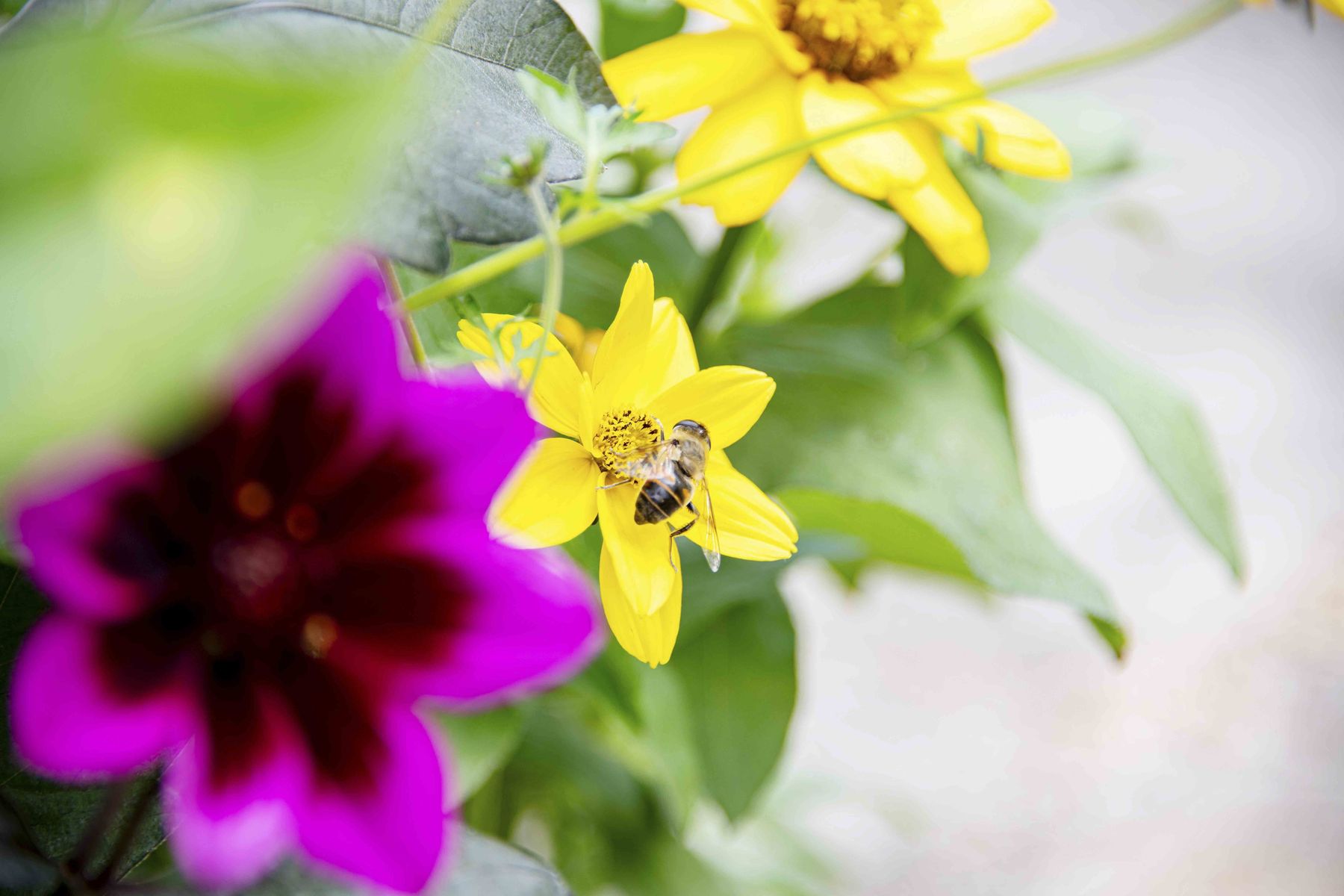 Bienenbeet_(c)dielechnerei (13).jpg © dielechnerei/LK Niederösterreich Bienenbeet_(c)dielechnerei (13).jpg © dielechnerei/LK Niederösterreich