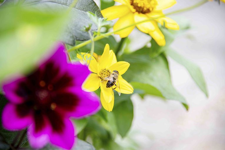 Bienenbeet_(c)dielechnerei (13).jpg © dielechnerei/LK Niederösterreich Bienenbeet_(c)dielechnerei (13).jpg © dielechnerei/LK Niederösterreich