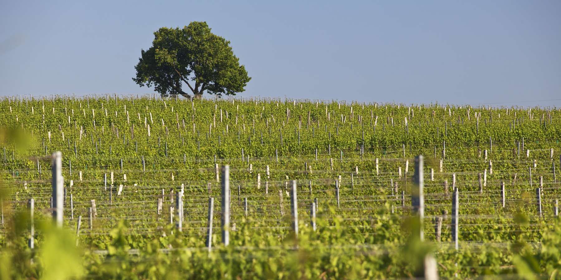 EINGESCHRAENKTE NUTZUNG_OeWM_Herbert-Lehmann_wg11_winerallyhoritschon2_jpg.jpg © ÖWM / Herbert Lehmann EINGESCHRAENKTE NUTZUNG_OeWM_Herbert-Lehmann_wg11_winerallyhoritschon2_jpg.jpg © ÖWM / Herbert Lehmann