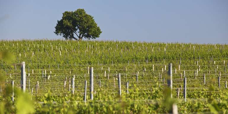 EINGESCHRAENKTE NUTZUNG_OeWM_Herbert-Lehmann_wg11_winerallyhoritschon2_jpg.jpg © ÖWM / Herbert Lehmann EINGESCHRAENKTE NUTZUNG_OeWM_Herbert-Lehmann_wg11_winerallyhoritschon2_jpg.jpg © ÖWM / Herbert Lehmann