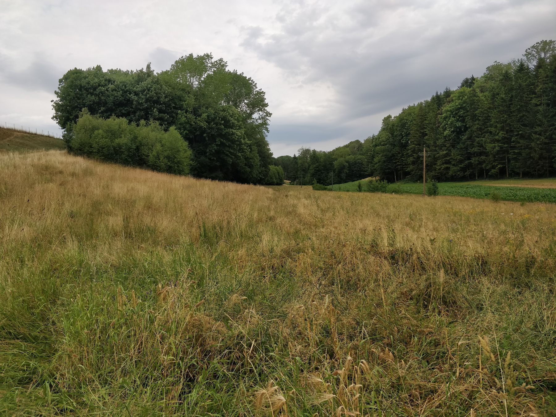 Biodiversitätsfläche am nährstoffarmen Standort © BWSB