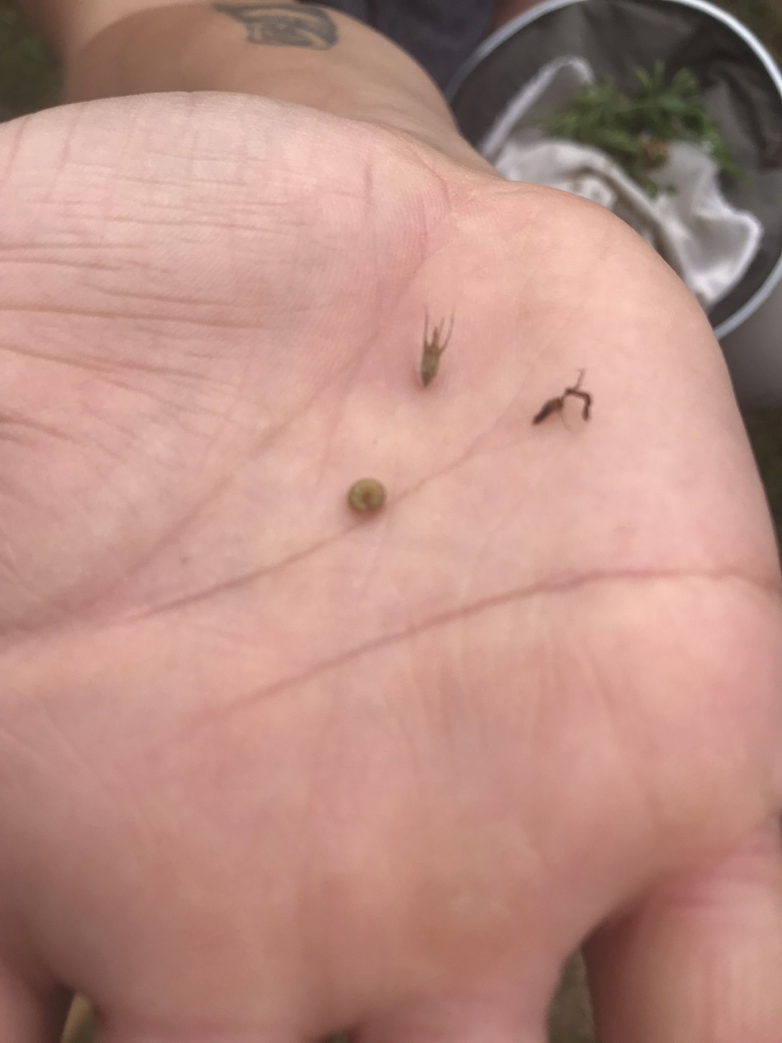 wertvolle Insekten © BWSB wertvolle Insekten © BWSB